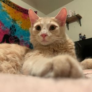 Meet your Posher, Lindsay